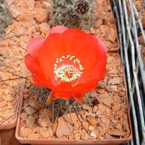 Lobivia haematantha WR 165 (семена)