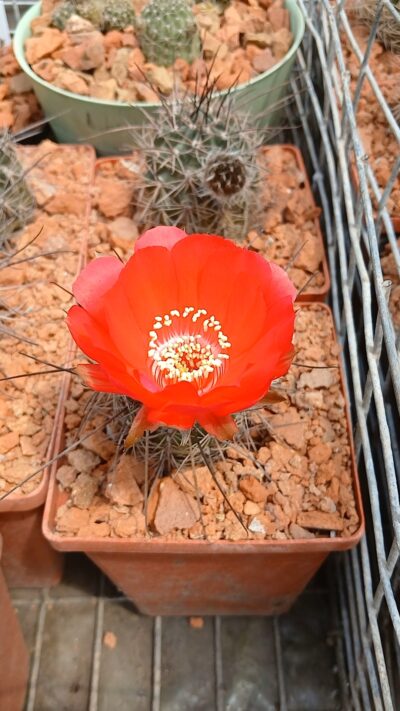 Lobivia haematantha WR 165 (семена)