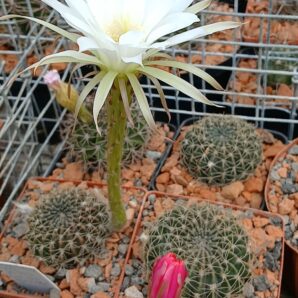 Pseudolobivia spec VG 763 (семена)