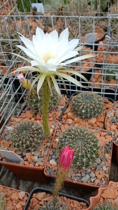 Pseudolobivia spec VG 763 (семена)