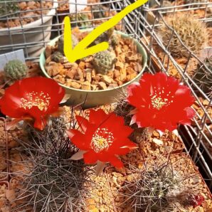 Lobivia haematantha R 165