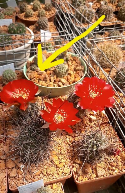 Lobivia haematantha R 165