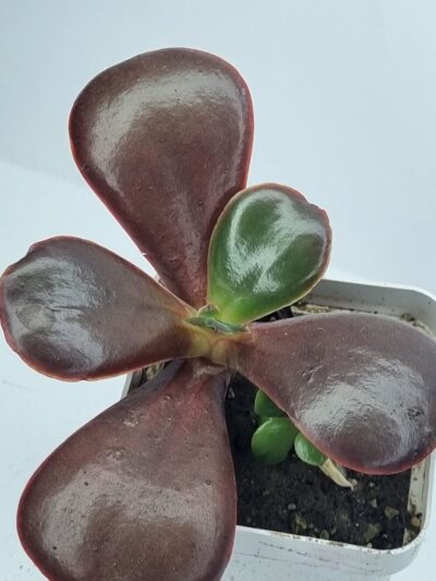 Echeveria Fireball