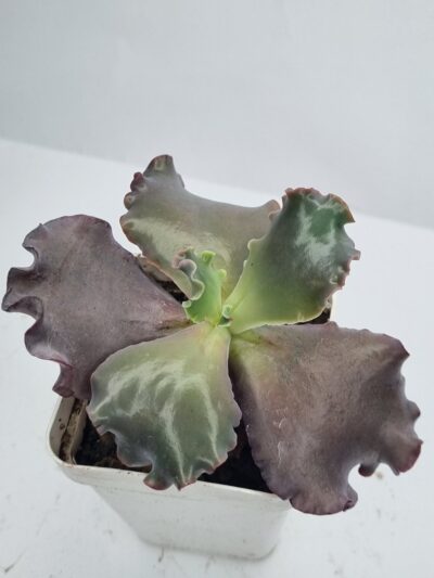 Echeveria Silveron Red - Зображення 3