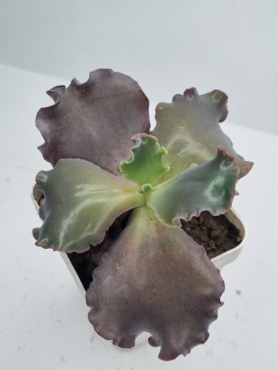 Echeveria Silveron Red - Зображення 2