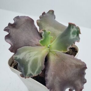 Echeveria Silveron Red