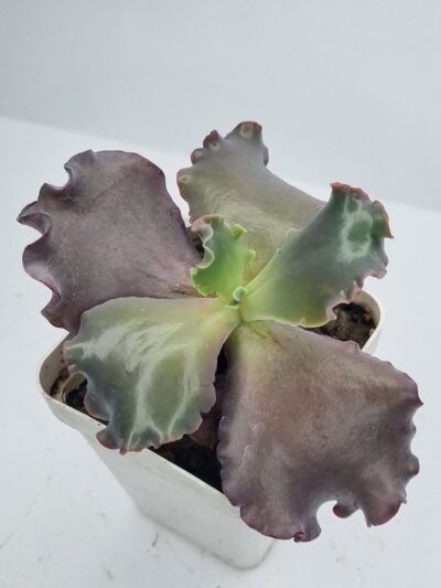 Echeveria Silveron Red