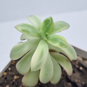 Echeveria Mini Bella var