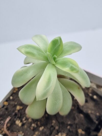 Echeveria Mini Bella var