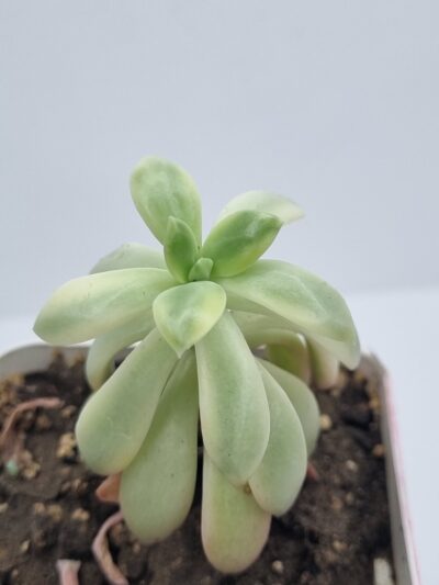 Echeveria Mini Bella var - Зображення 2