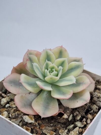 Echeveria Runyonii var - Зображення 3