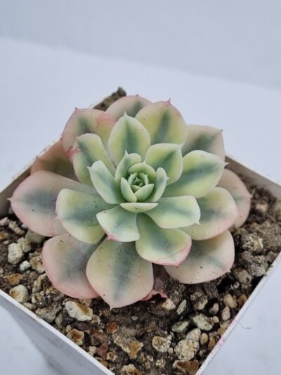 Echeveria Runyonii var - Зображення 2