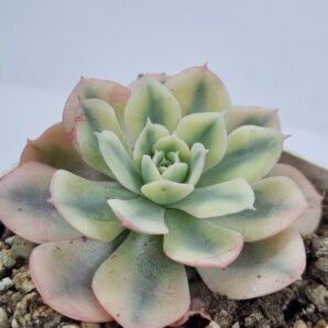 Echeveria Runyonii var