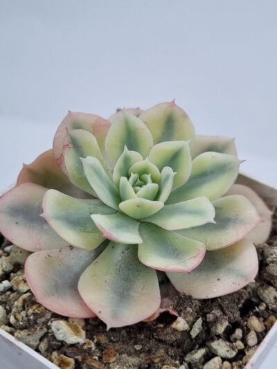 Echeveria Runyonii var