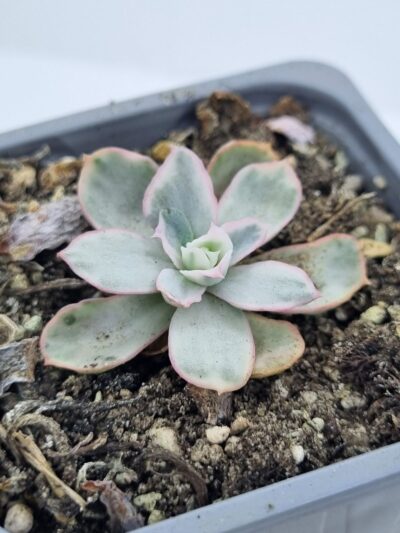 Echeveria Berkeley Light variegata - Зображення 3
