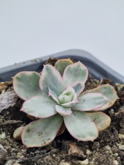 Echeveria Berkeley Light variegata - Зображення 2