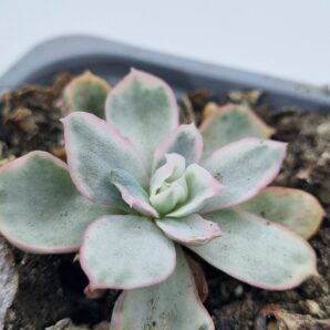 Echeveria Berkeley Light variegata
