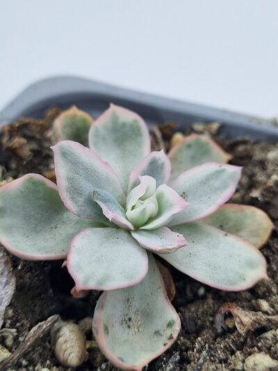 Echeveria Berkeley Light variegata