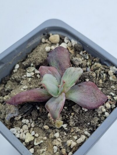 Echeveria Diamond State var - Зображення 2