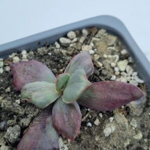 Echeveria Diamond State var