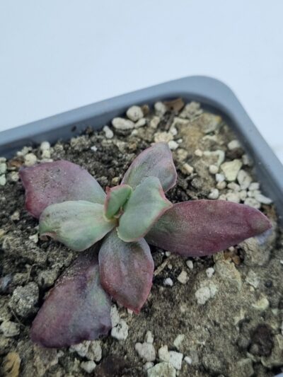 Echeveria Diamond State var