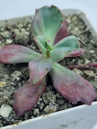 Echeveria Diamond State var - Зображення 2