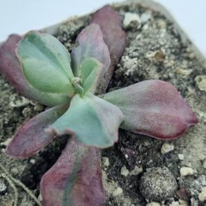 Echeveria Diamond State var