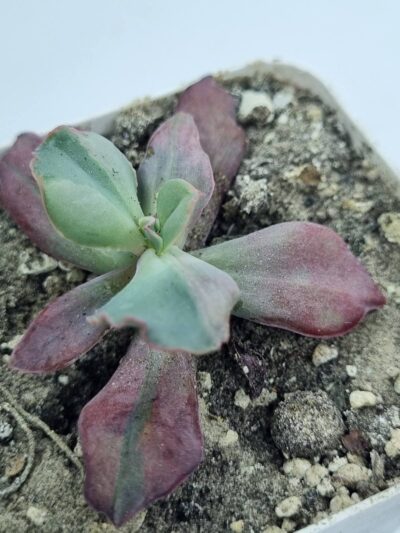 Echeveria Diamond State var