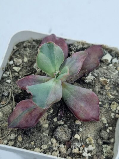 Echeveria Diamond State var - Зображення 3