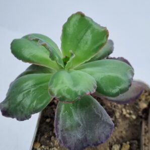 Echeveria Bumps
