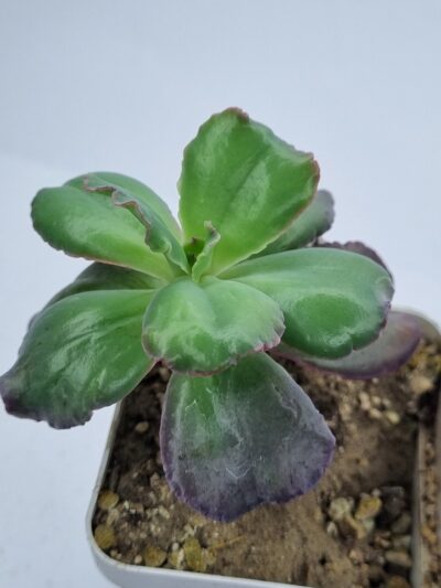 Echeveria Bumps