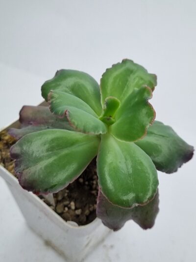 Echeveria Bumps - Зображення 2