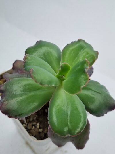 Echeveria Bumps - Зображення 3