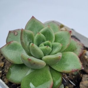 Echeveria Red King Korean