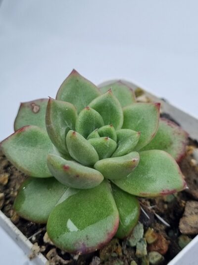 Echeveria Red King Korean