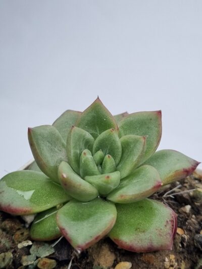 Echeveria Red King Korean - Зображення 2