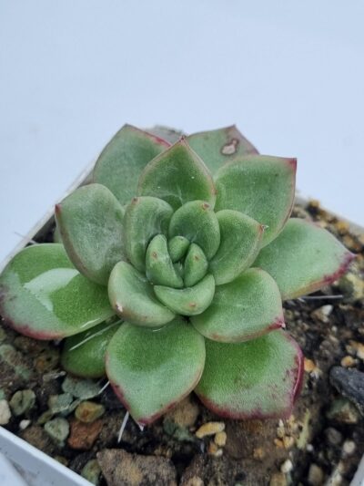 Echeveria Red King Korean - Зображення 3