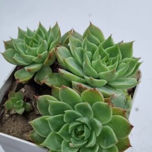 Graptopetalum Bellum