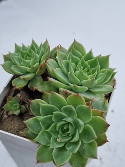 Graptopetalum Bellum