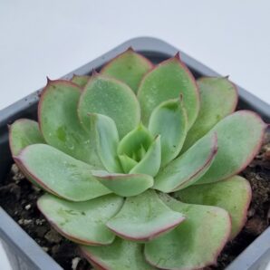 Echeveria Chrysanthemym