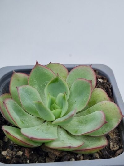 Echeveria Chrysanthemym - Зображення 3