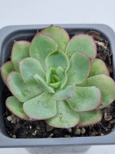 Echeveria Chrysanthemym - Зображення 2
