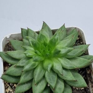 Echeveria Firework