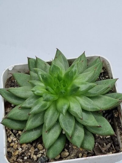Echeveria Firework