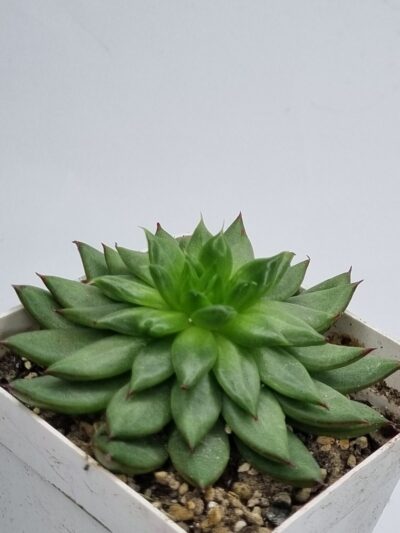Echeveria Firework - Зображення 2