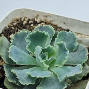 Echeveria Schaviana hybr