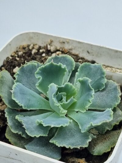 Echeveria Schaviana hybr