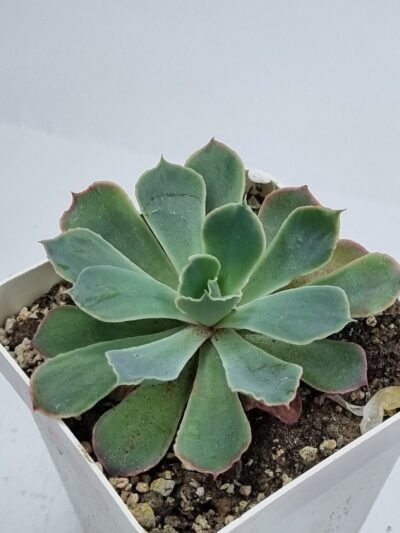 Echeveria Neon Breakers - Зображення 2