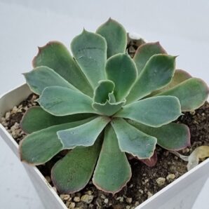 Echeveria Neon Breakers