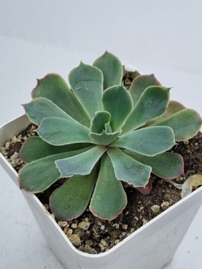 Echeveria Neon Breakers